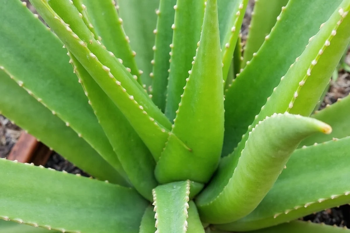 Grow Aloe Vera Outdoors: 9 Climate Zones | TheHomeSprouts