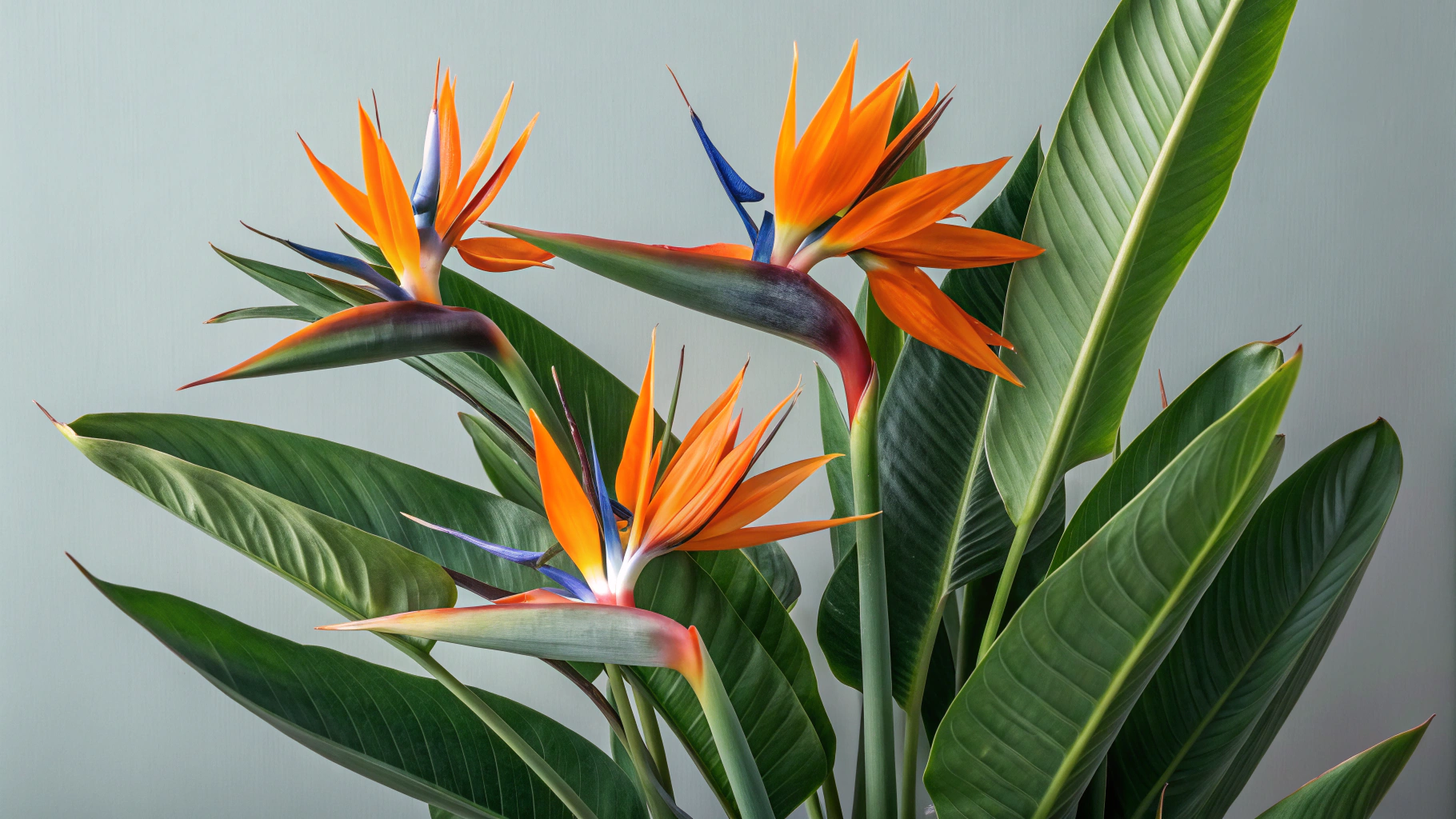 Bird of Paradise Plant: Care Tips for Stunning Tropical Appeal