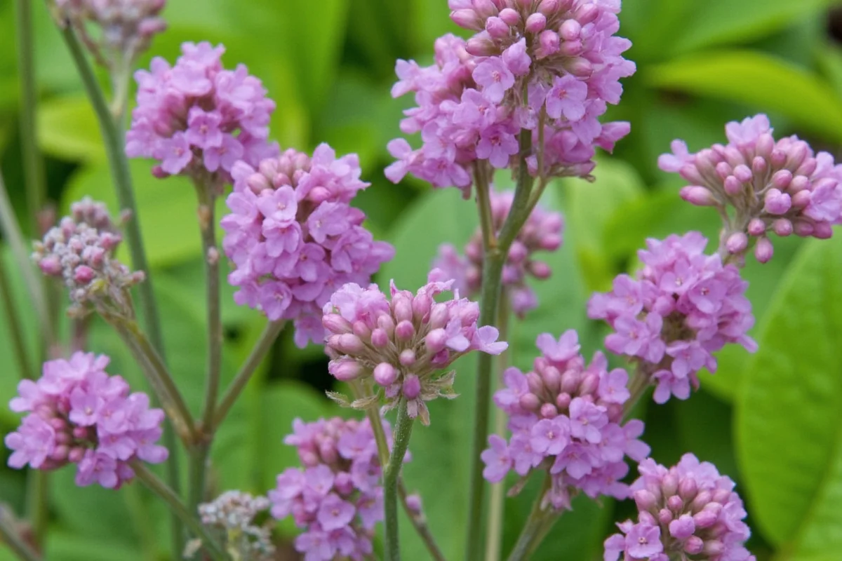 January 9 Birth Flower: Marjoram Guide | TheHomeSprouts