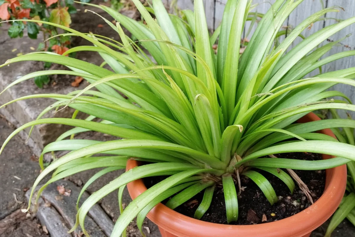 Spider Plants Outdoors: 3 Climate Zones | TheHomeSprouts