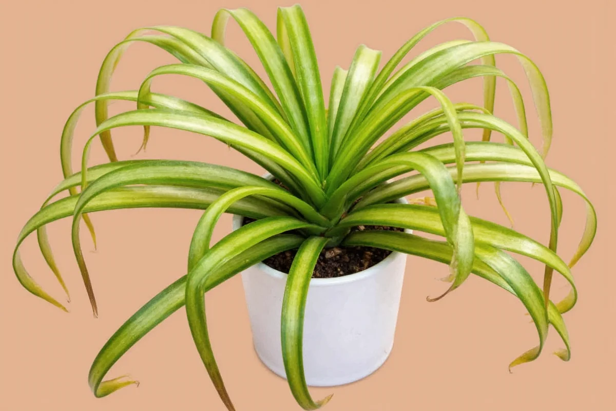 Spider Plant ID: 5 Key Features | TheHomeSprouts