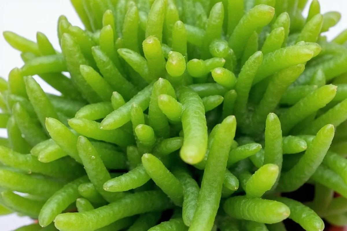 Jade Plant Watering: 5 Expert Tips | TheHomeSprouts