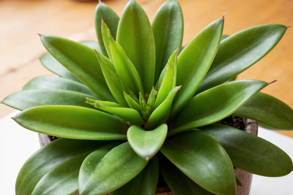 Propagate Snake Plants: 3 Easy Methods | TheHomeSprouts