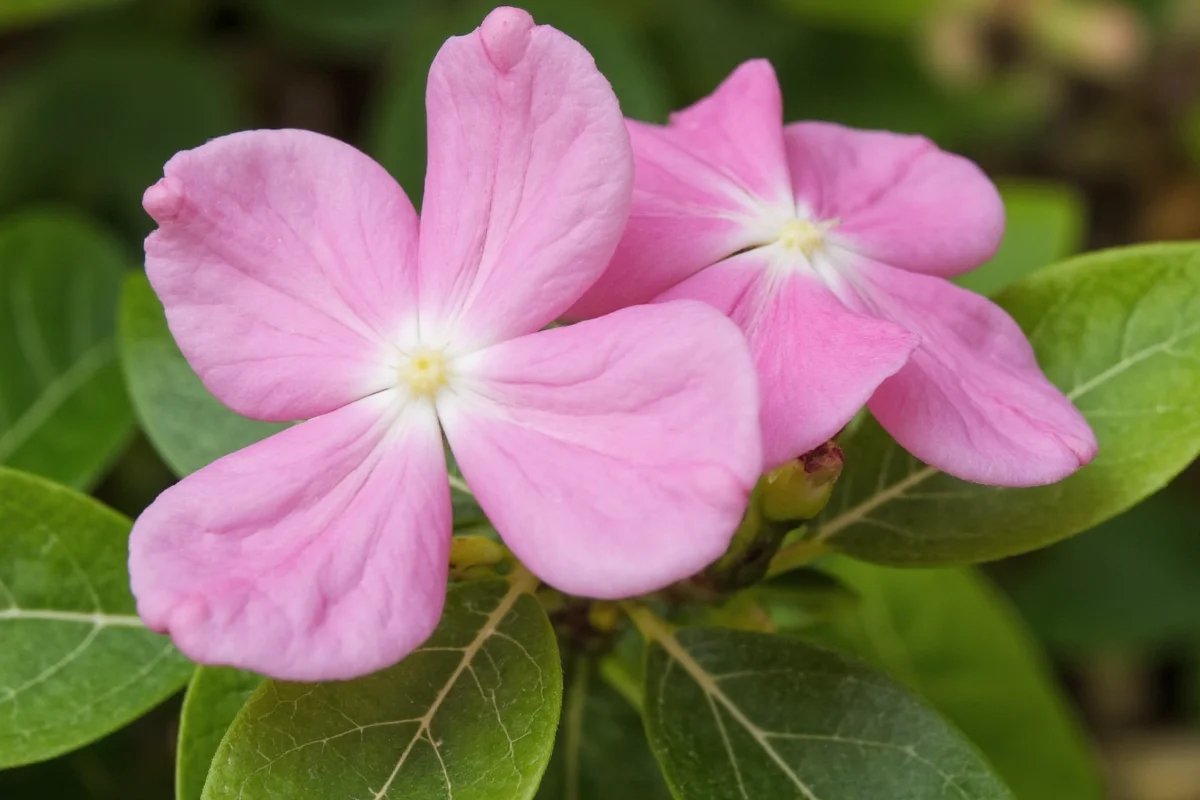 Winter Jasmine: 5 Care Tips | TheHomeSprouts