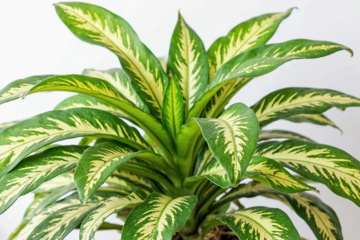 7 Croton Plant Care Tips | TheHomeSprouts
