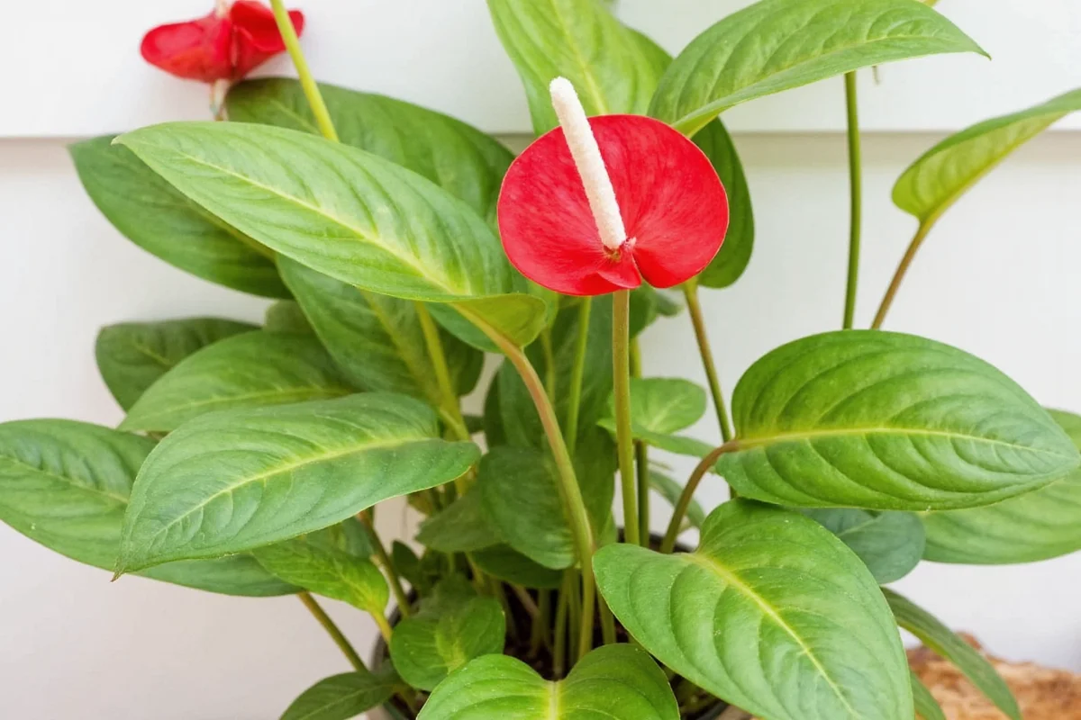 Anthurium Plant Care: 5 Tips for Blooms | TheHomeSprouts