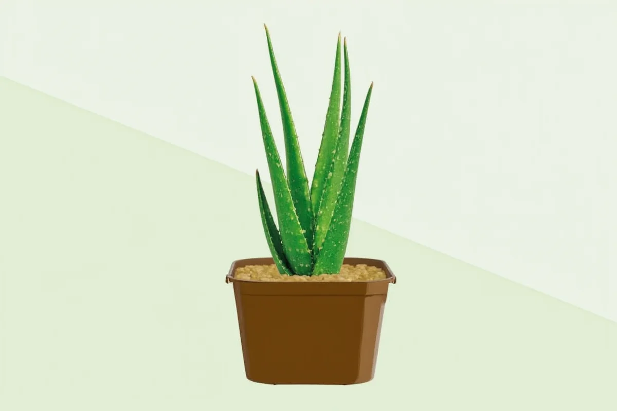 Aloe Vera Watering Guide: 5 Expert Tips | TheHomeSprouts