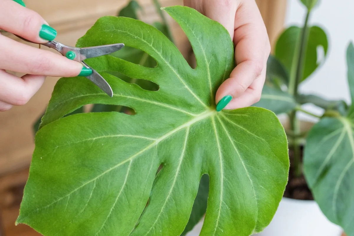 Trim Monstera Plants: 5 Expert Tips | TheHomeSprouts