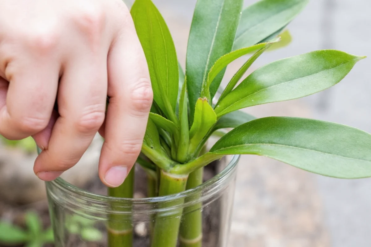 5 Essential Tips for Pruning Lucky Bamboo | TheHomeSprouts