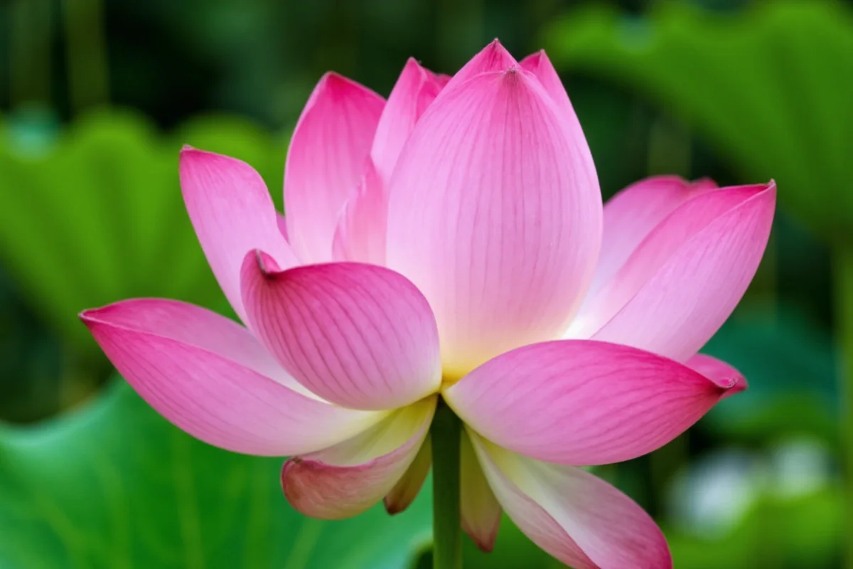 June 16 Lotus: Meaning & Care Tips | TheHomeSprouts