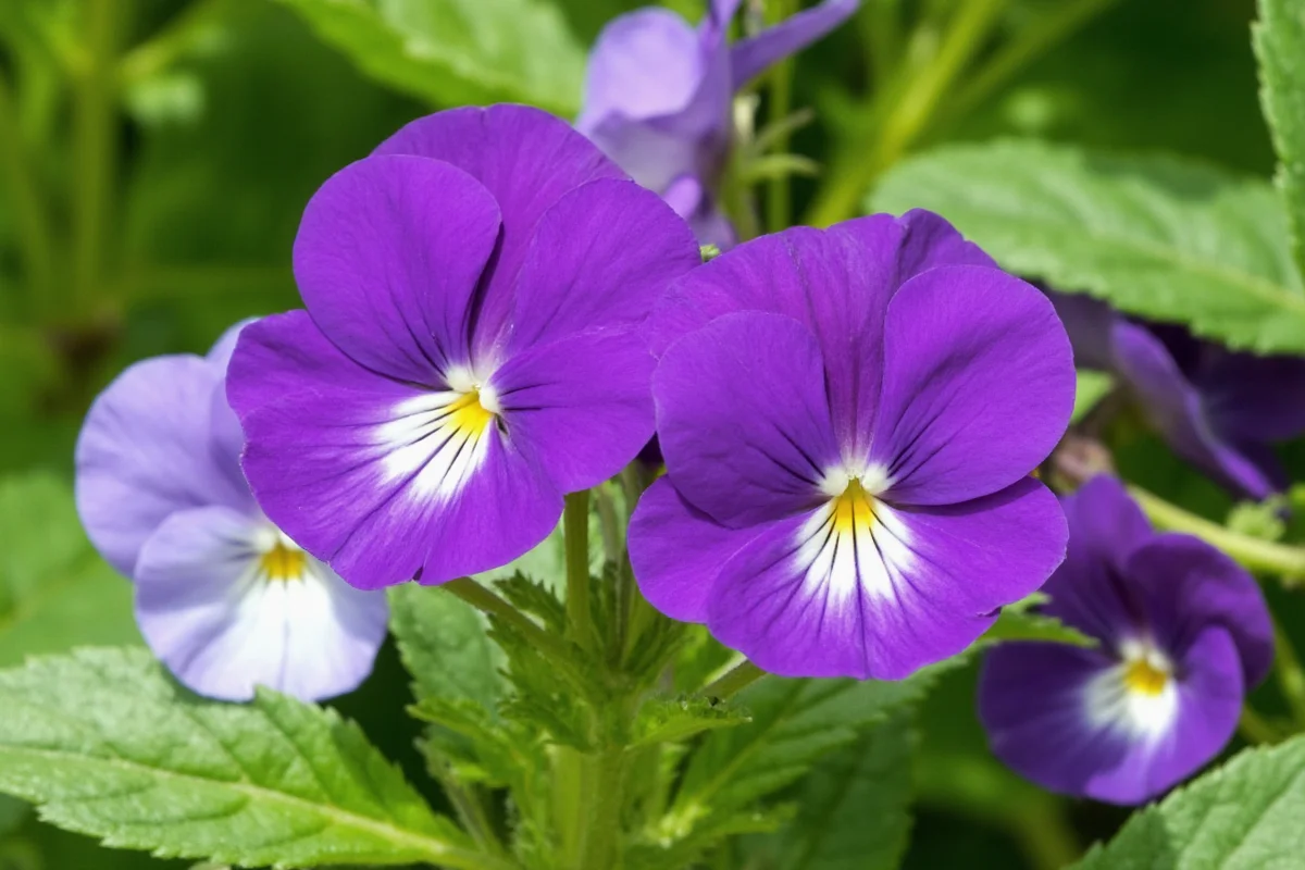 March 5 Violet: Care Tips & Meaning | TheHomeSprouts