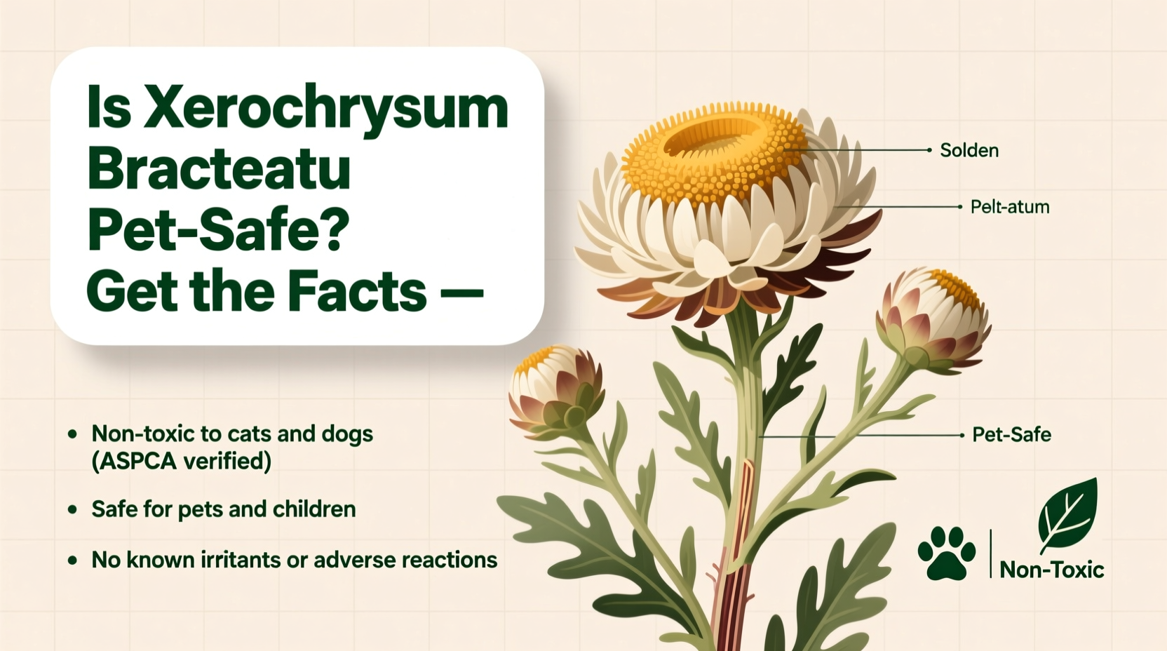 Is Xerochrysum Safe for Pets? | TheHomeSprouts