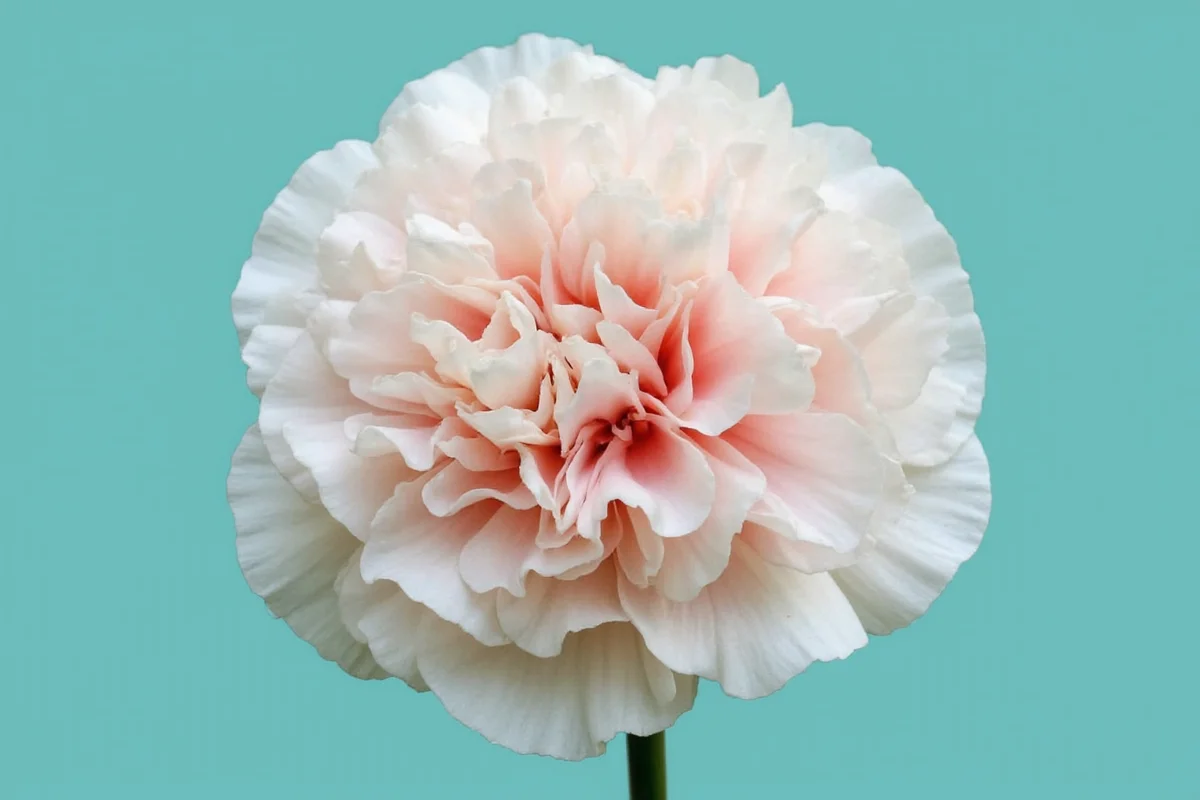 June 28 Carnation: Meaning & Care | TheHomeSprouts