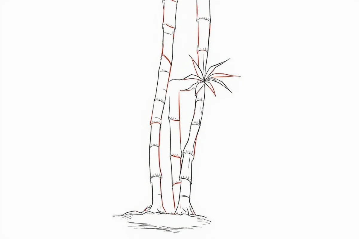 Draw Bamboo in 5 Steps | TheHomeSprouts