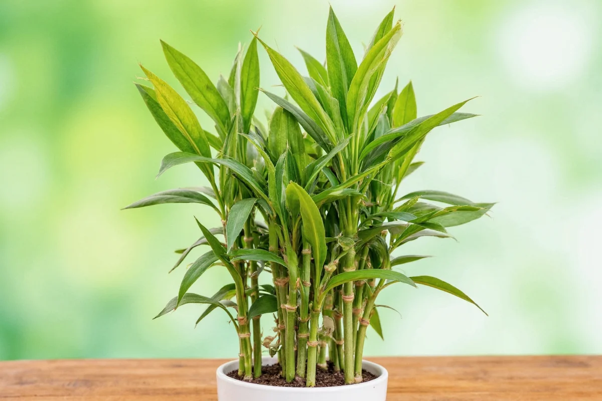 5 Bamboo Plant Care Secrets | TheHomeSprouts