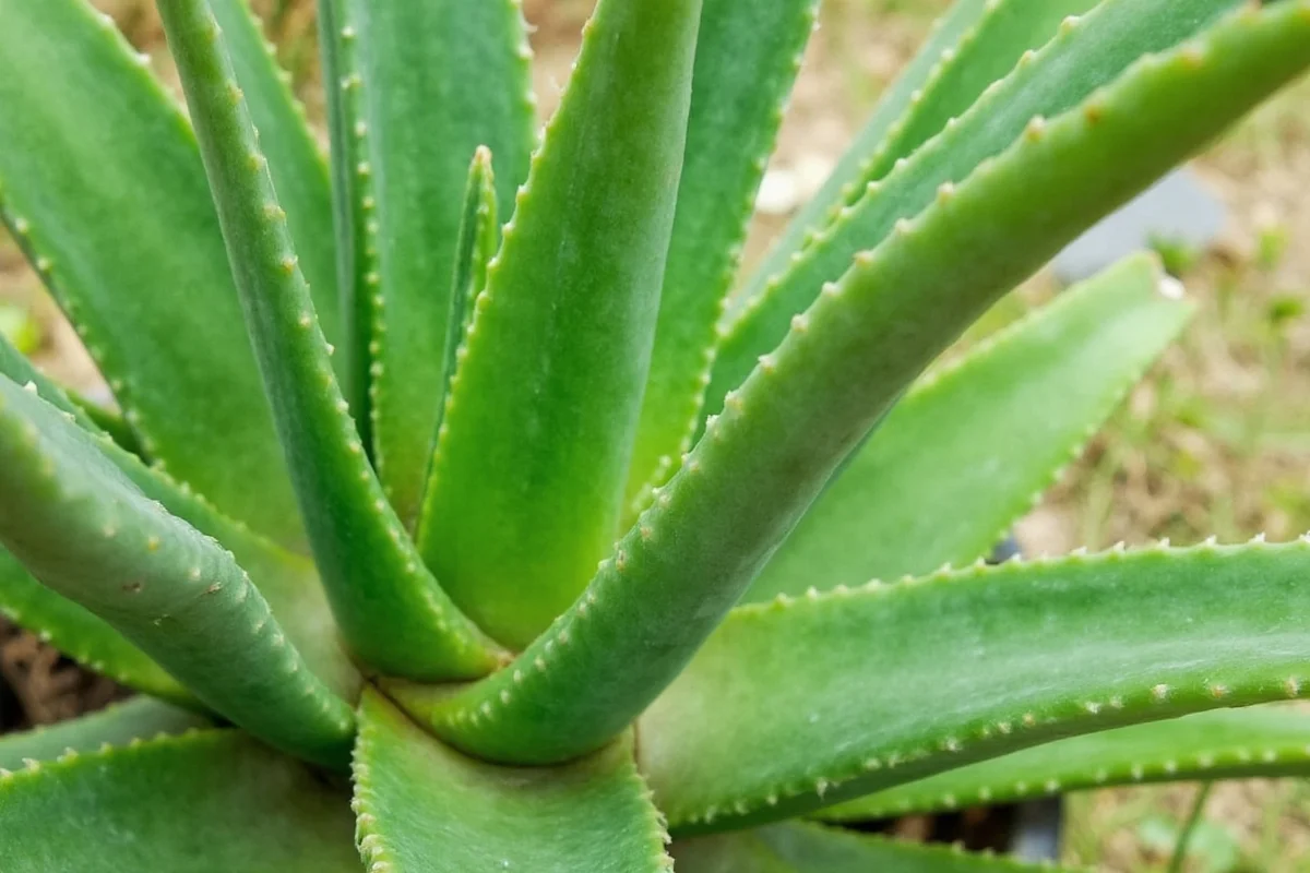 Aloe Vera Growth: 5 Tips for Faster Results | TheHomeSprouts