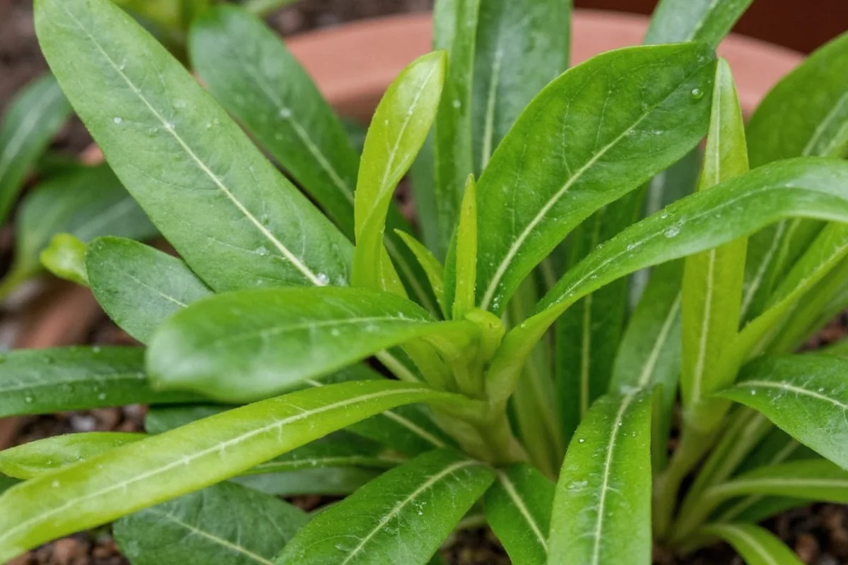 Money Plant Watering Guide | TheHomeSprouts