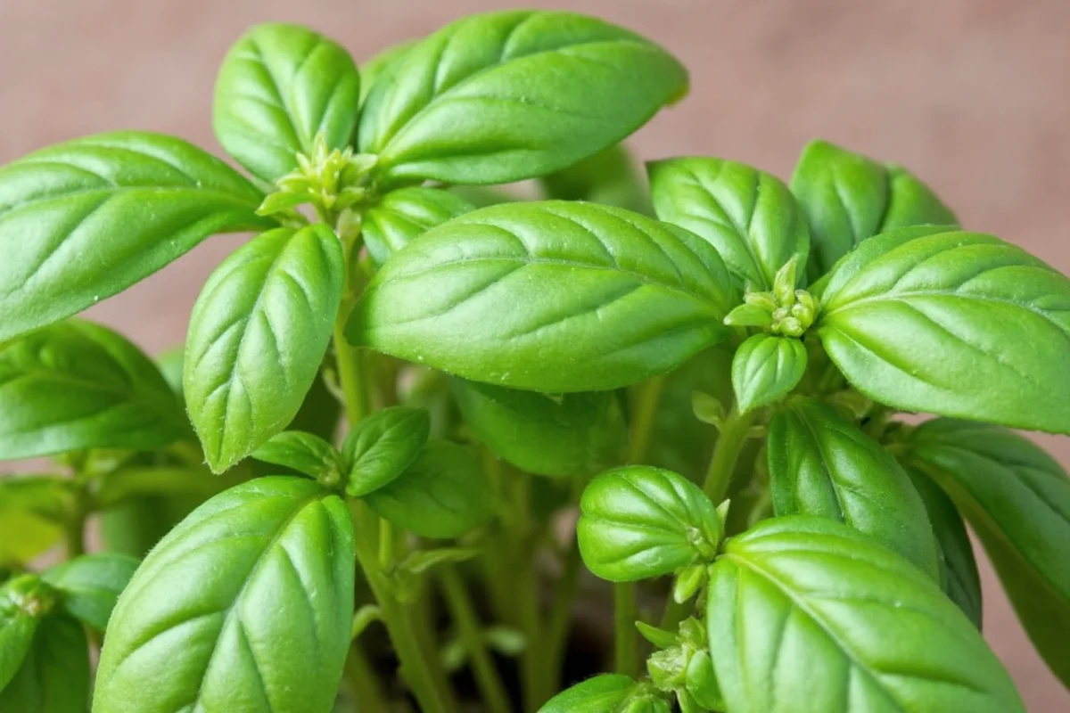 How to Revive Dying Basil: 3 Quick Tips | TheHomeSprouts