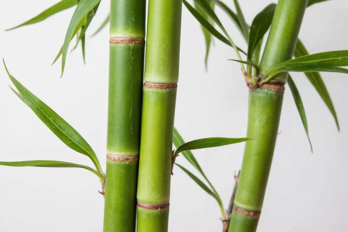 Save Your Bamboo Plant in 5 Steps | TheHomeSprouts