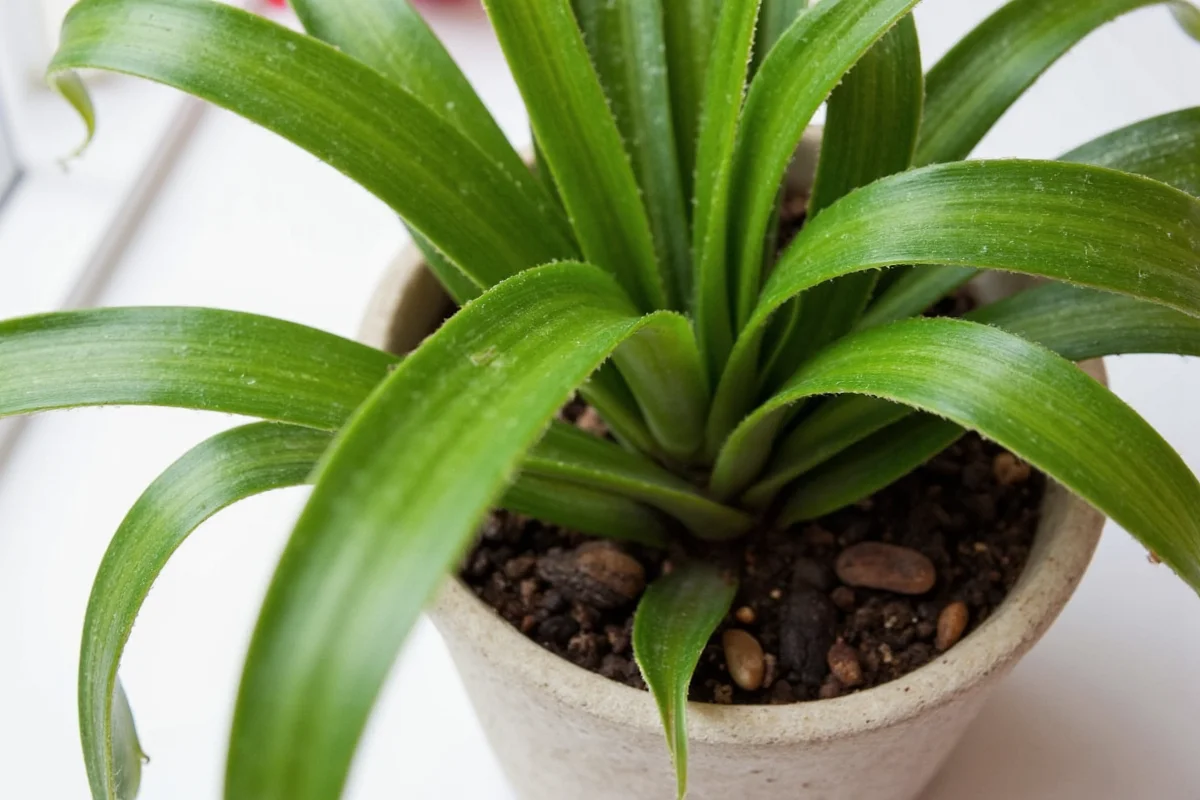 Snake Plant Watering: 5 Expert Tips | TheHomeSprouts