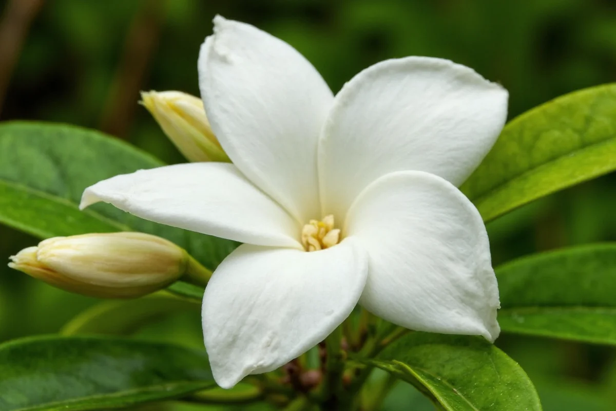 July 17 Birth Flower: Gardenia Care Guide | TheHomeSprouts