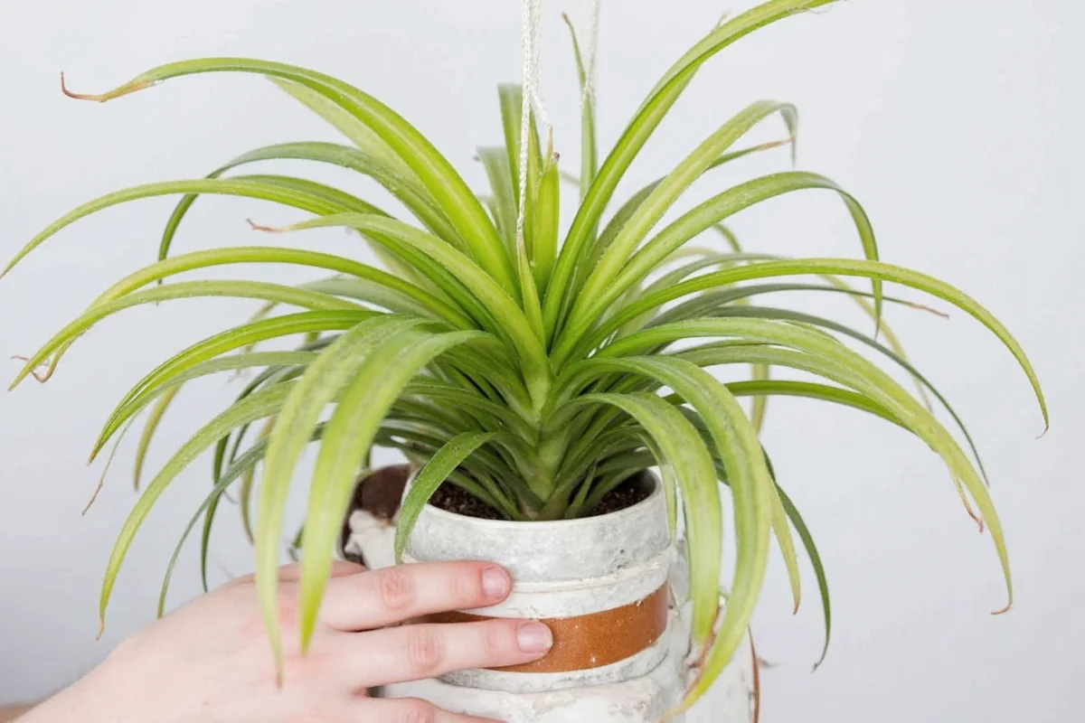 Air Plant Sun Guide: 5 Tips | TheHomeSprouts