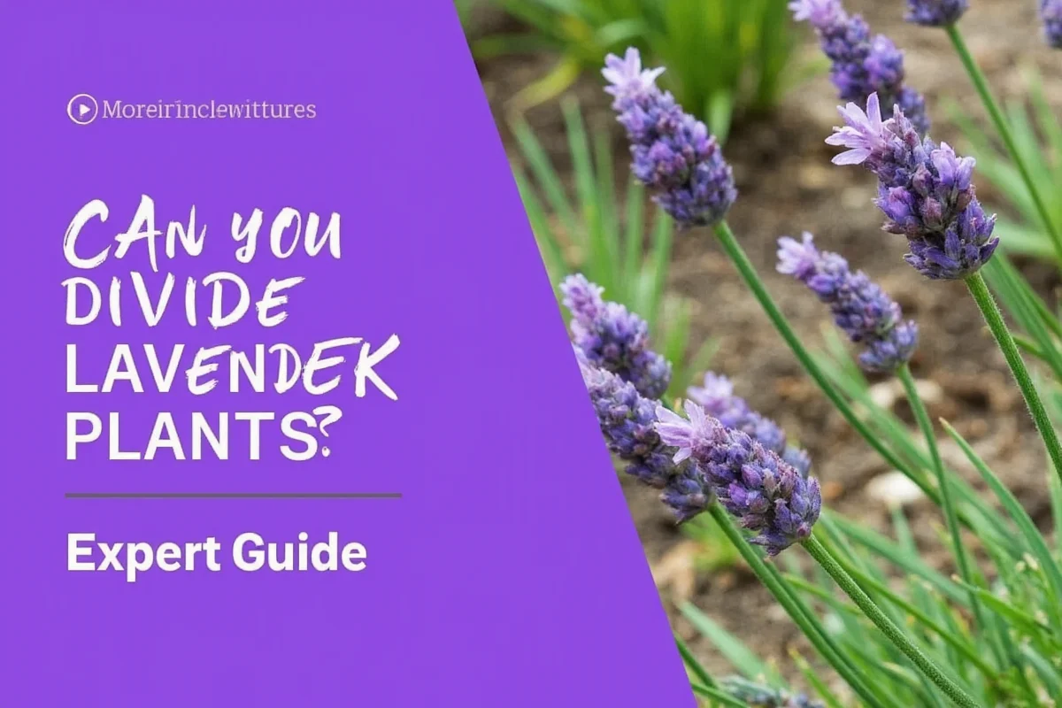Divide Lavender Plants in 3 Steps | TheHomeSprouts