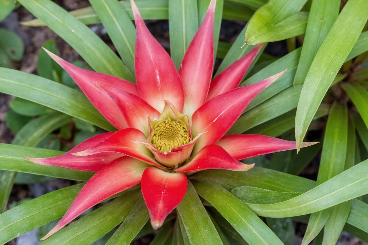 5 Bromeliad Care Tips for Thriving Plants | TheHomeSprouts
