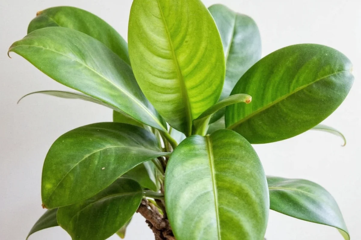 5 Reasons Your Rubber Plant Is Drooping | TheHomeSprouts