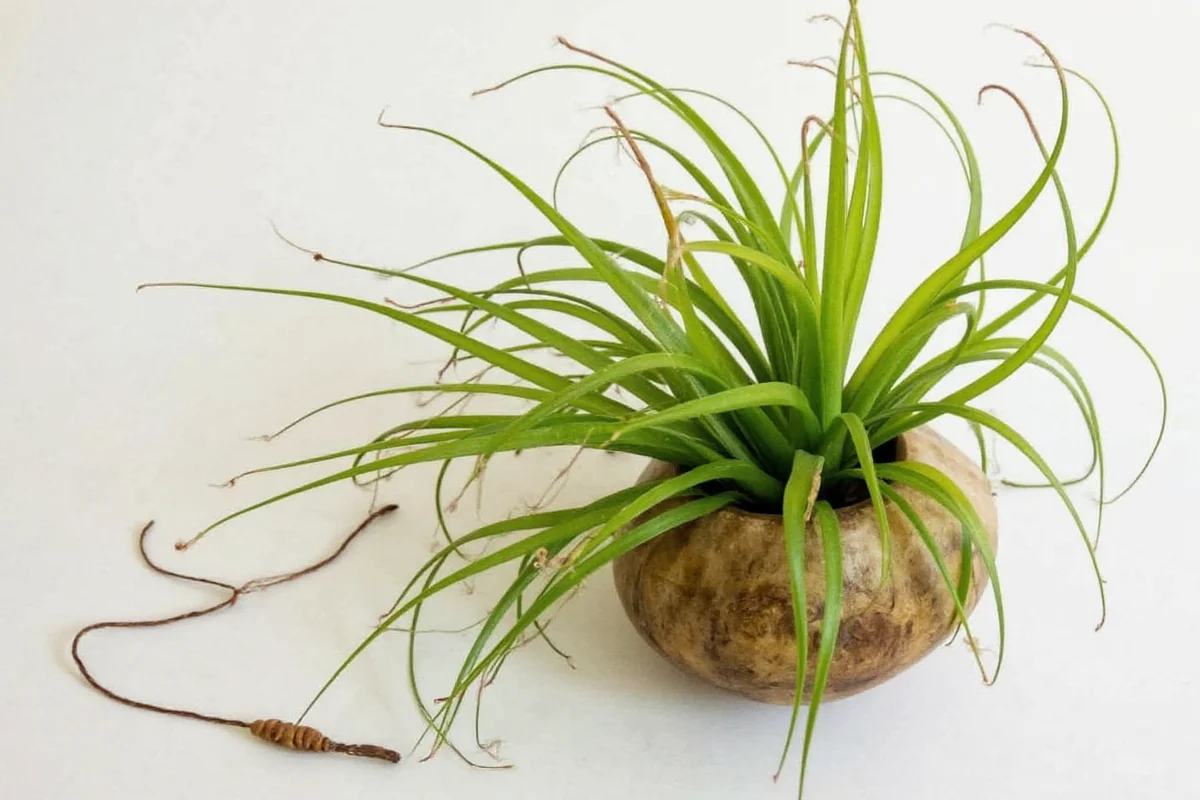 Air Plant Lifespan: 5 Care Tips | TheHomeSprouts