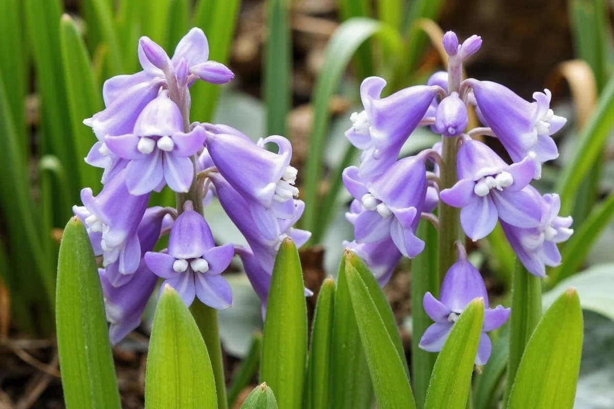 7 Hyacinth Care Tips for Blooms | TheHomeSprouts
