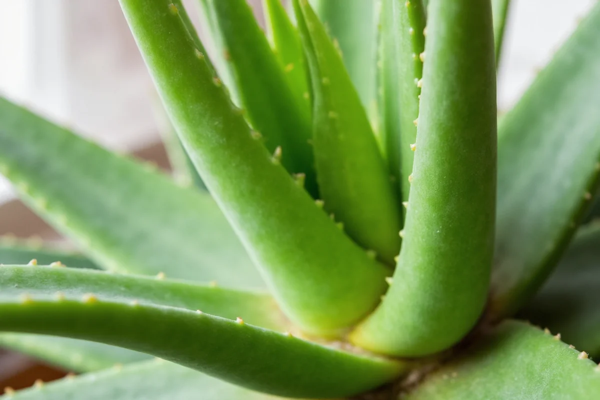 Fix Drooping Aloe: 5 Quick Solutions | TheHomeSprouts