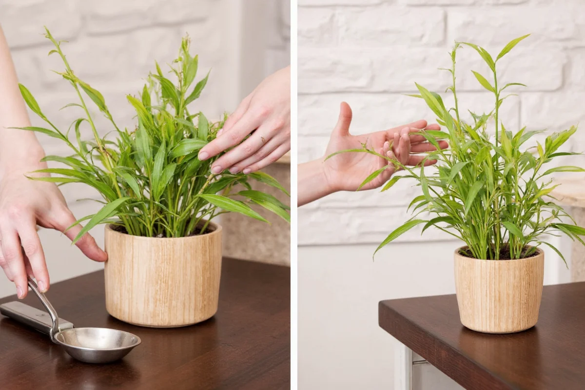 Repot Bamboo Plants in 5 Steps | TheHomeSprouts