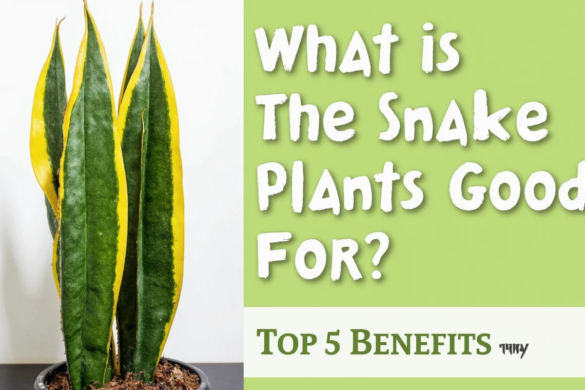 5 Snake Plant Benefits Revealed | TheHomeSprouts