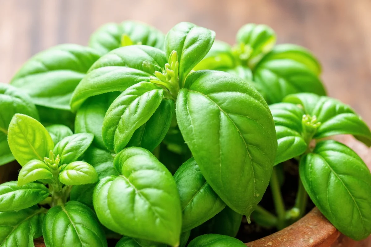 Basil Watering Guide: 5 Expert Tips | TheHomeSprouts
