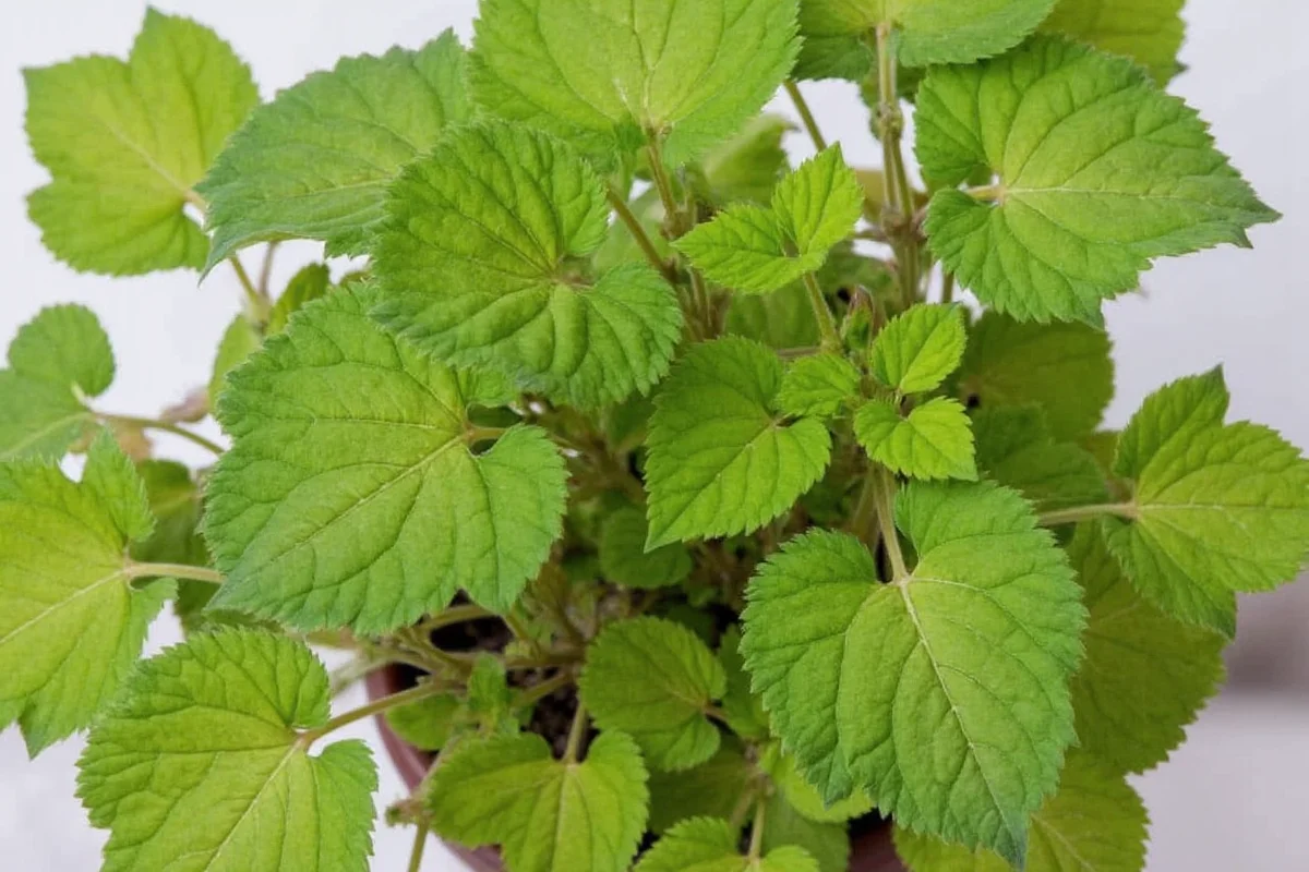 7 Coleus Care Tips for Vibrant Plants | TheHomeSprouts