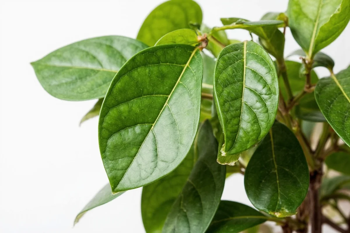 Ficus Plant Care: 5 Expert Tips | TheHomeSprouts