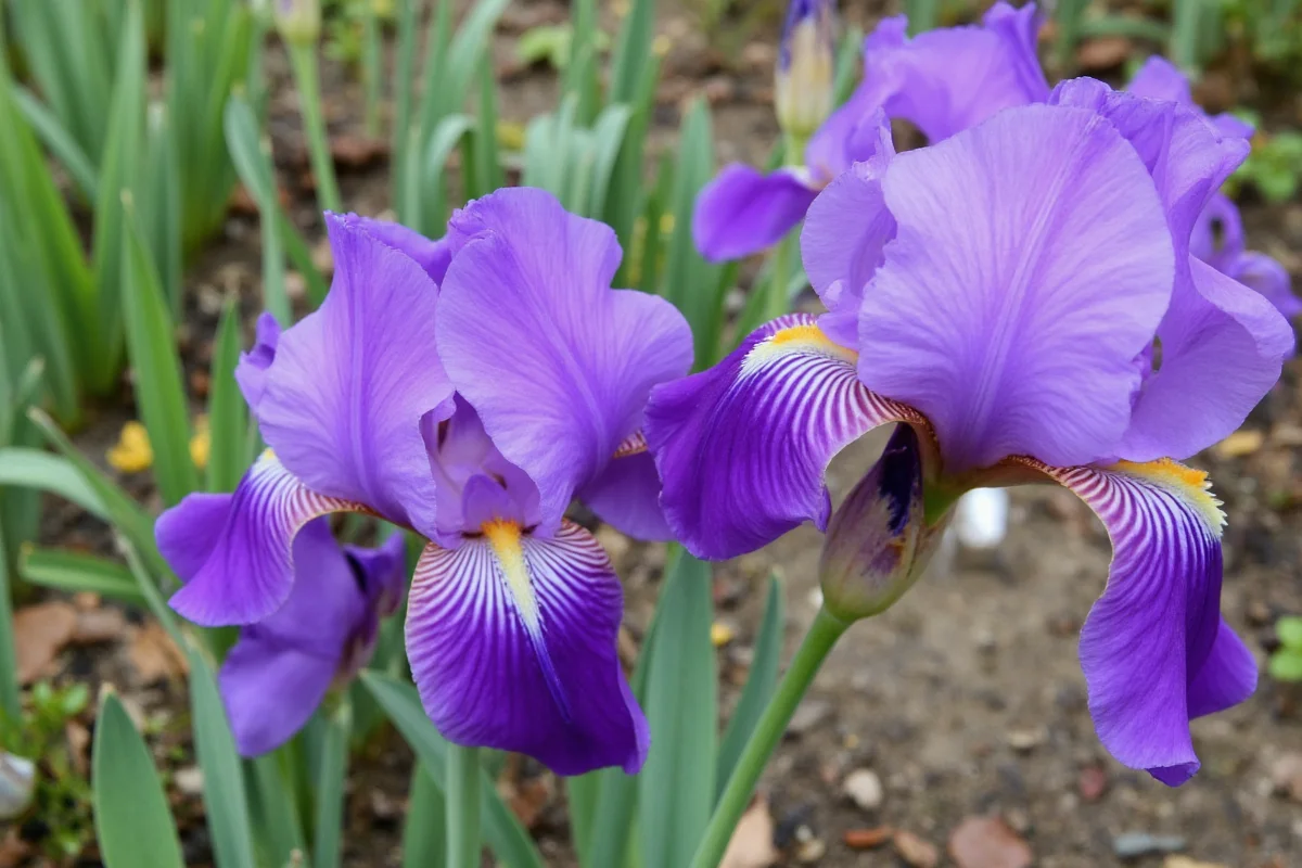 May 5 Iris: 7 Planting Tips | TheHomeSprouts