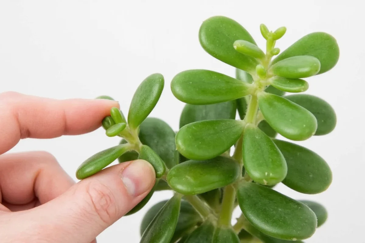 Jade Plant Care: 5 Tips for Success | TheHomeSprouts