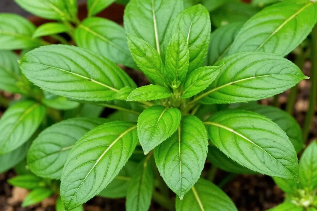 Grow Cilantro & Basil Together | TheHomeSprouts