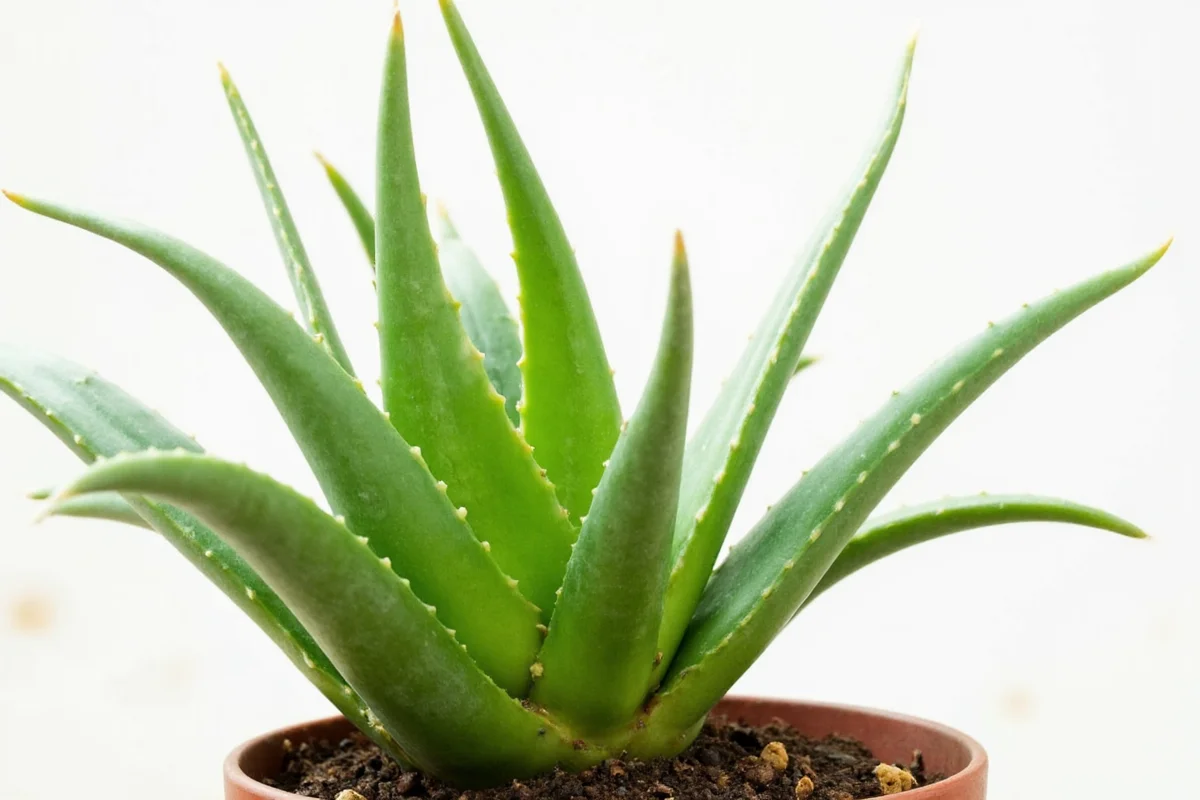 Save Your Aloe: 5 Steps to Fix Overwatering | TheHomeSprouts