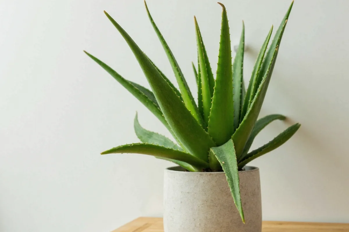 Prune Aloe Vera in 3 Steps | TheHomeSprouts