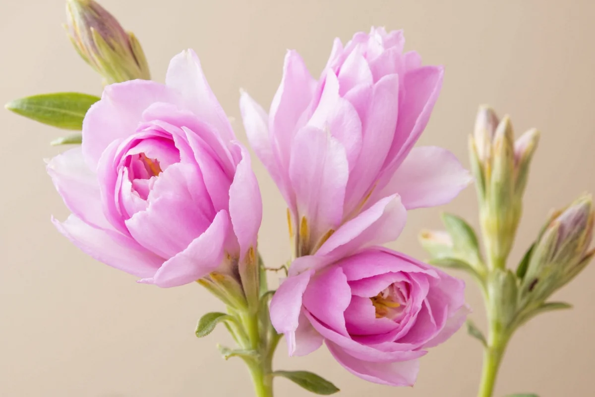 August 9 Birth Flower: Freesia Meaning | TheHomeSprouts