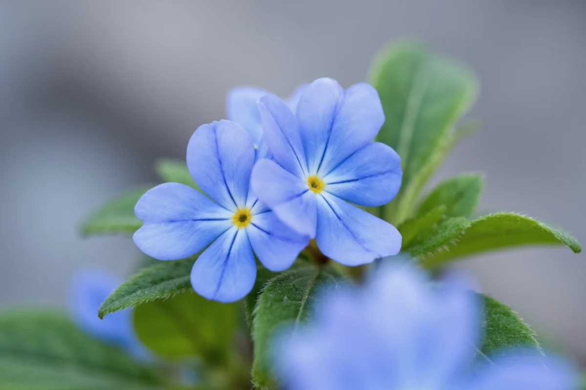 Forget-Me-Not Flower: June 7 Meaning | TheHomeSprouts