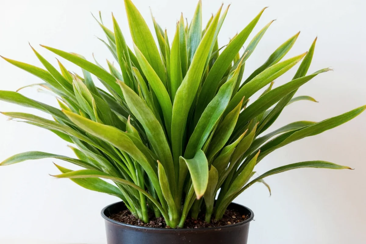 Cordyline Plant Care: 7 Expert Tips | TheHomeSprouts