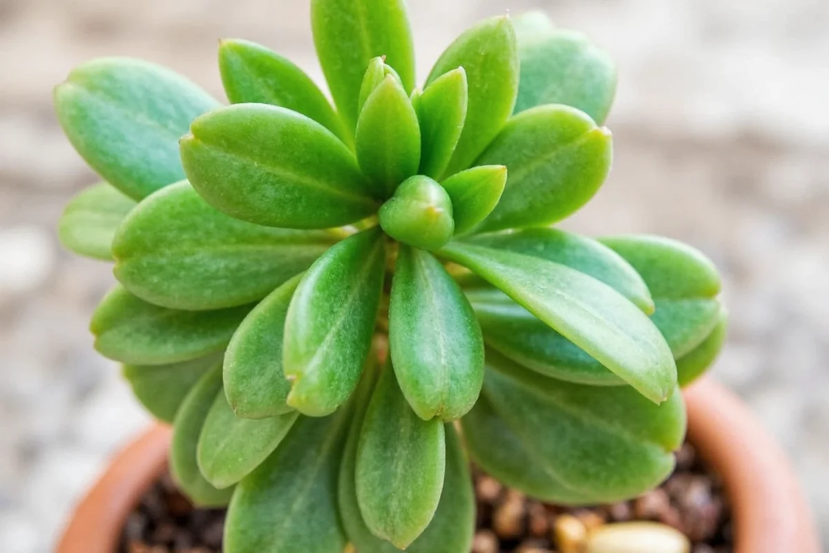 5 Best Jade Plant Spots for Health | TheHomeSprouts