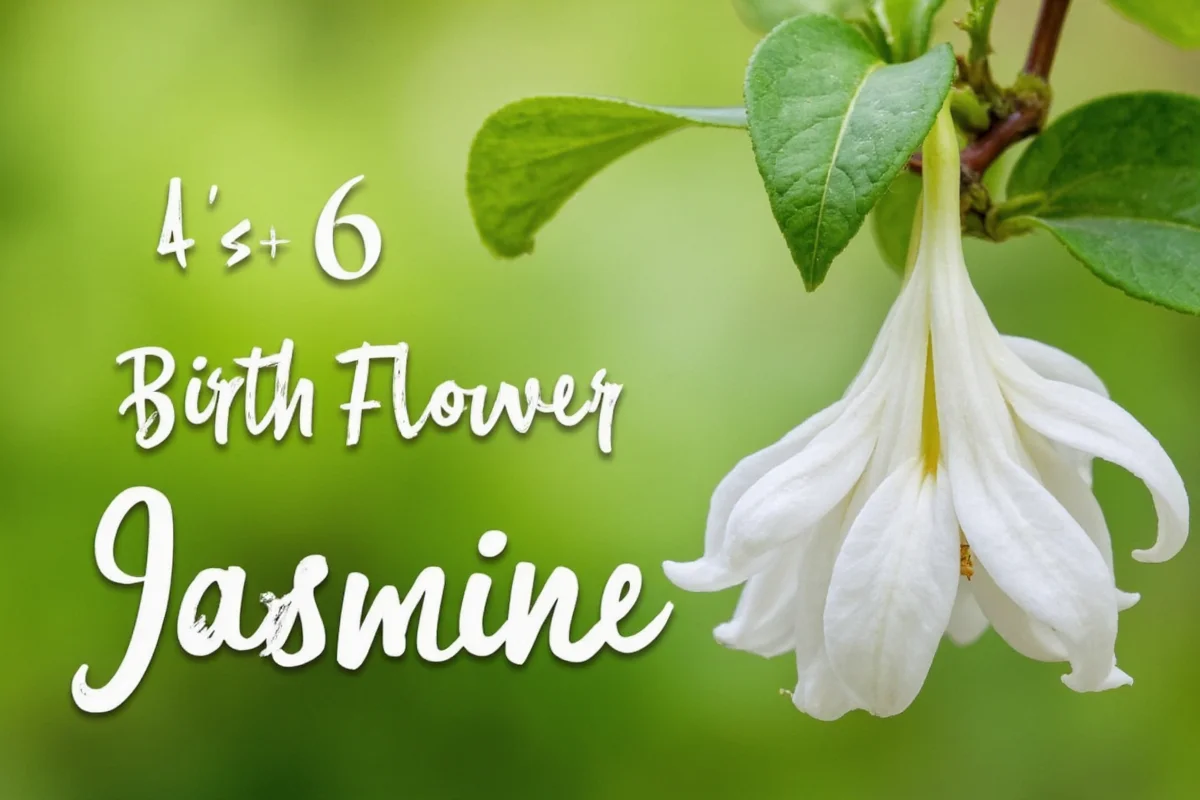 June 6 Birth Flower: Jasmine Meaning | TheHomeSprouts