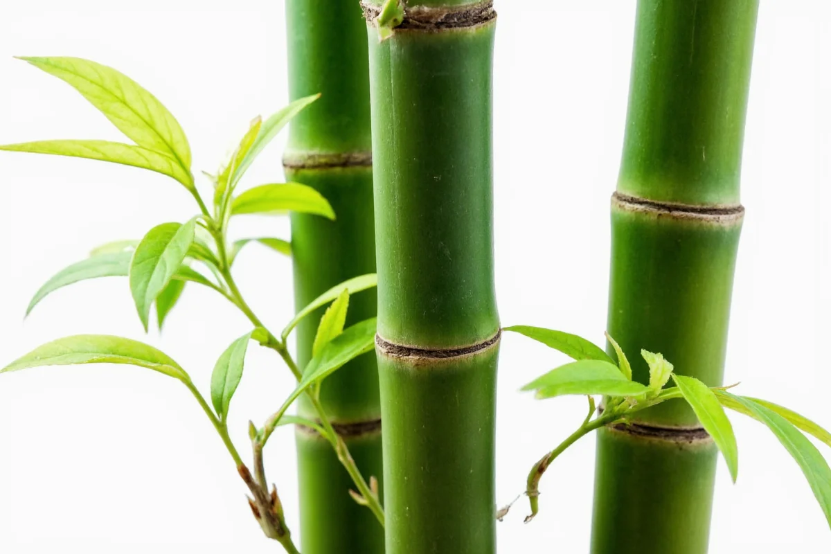 Bamboo Grows 91 cm Daily: Here's Why | TheHomeSprouts