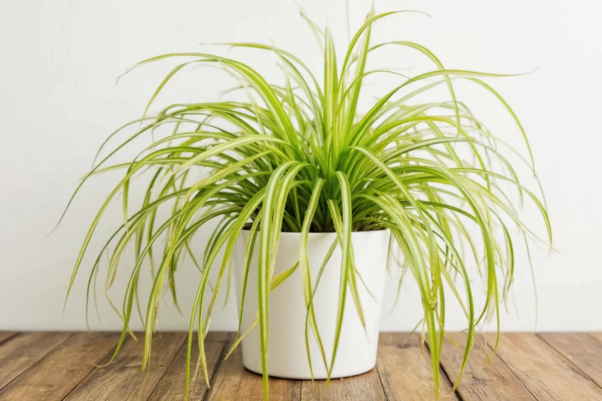 Fix Brown Spider Plant Tips: 5 Quick Fixes | TheHomeSprouts