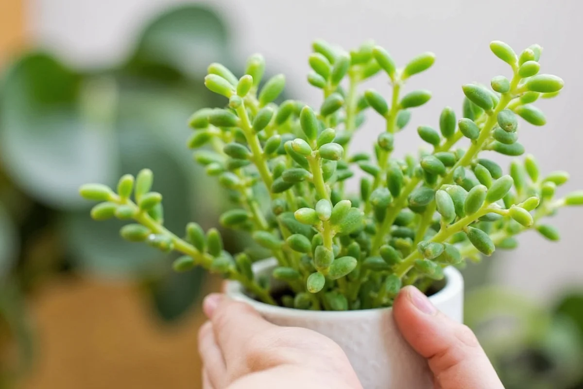 Prune Jade Plants in 5 Steps | TheHomeSprouts